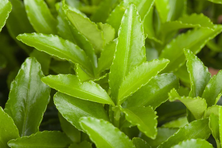 Nahaufnahme von Plectranthus verticillatus Blättern