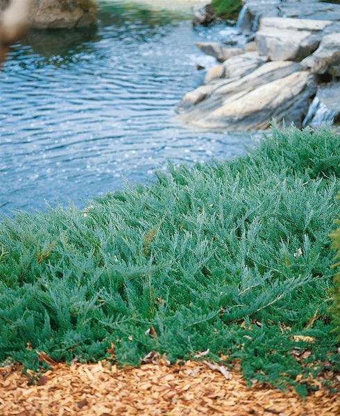 Szene mit fließendem Wasser, Felsen und Bodendeckerpflanzen