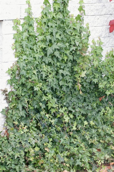 Hedera helix 'Woerner', Efeu, immergrün, 80–100 cm