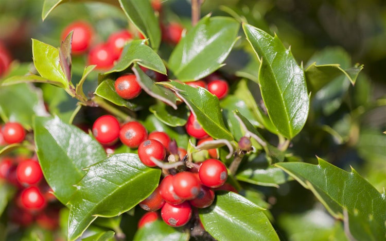 Ilex aquifolium 'Alaska', Stechpalme, immergrün, 40–60 cm