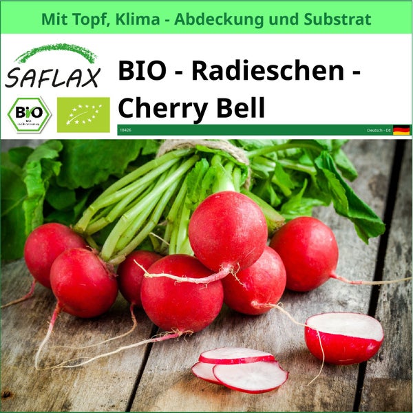 SAFLAX Garden to go - BIO - Radieschen - Cherry Bell - Raphanus sativus - 100 Samen - Mit Topf, Klima - Deckel und Anzuchtsubstrat