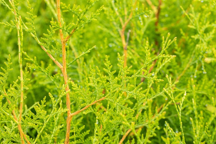 Thuja occidentalis 'Brabant', Lebensbaum, grün, 80–100 cm