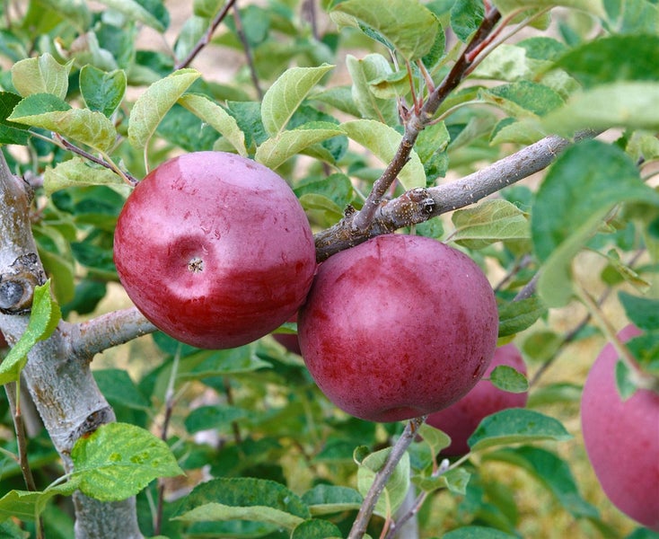 Malus domestica 'McIntosh', Apfelbaum, 125–150 cm