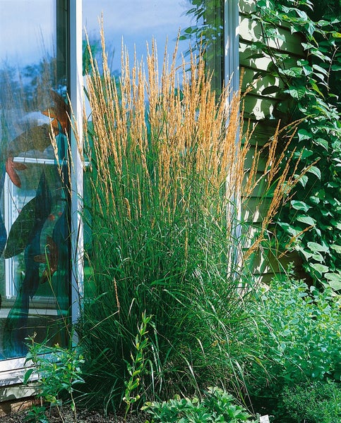 Calamagrostis x acutiflora 'Karl Foerster', Reitgras, 3-5 Liter Container