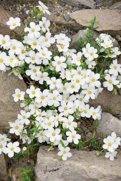 Arenaria montana, Sandkraut, weiß, ca. 9x9 cm Topf
