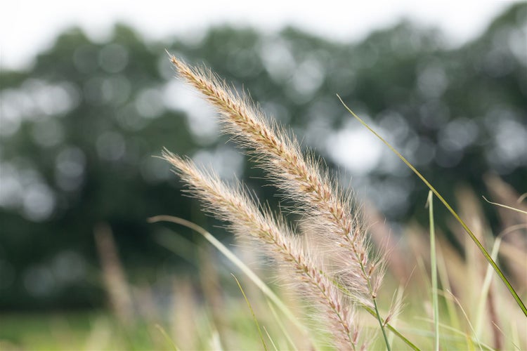 Dekoratives Ziergras im Garten