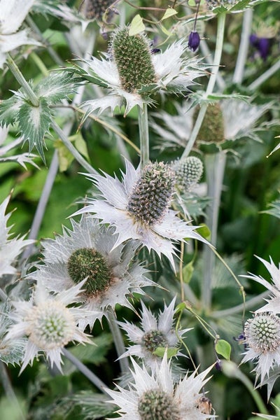 Eryngium giganteum, Edeldistel, silbrig, ca. 11x11 cm Topf