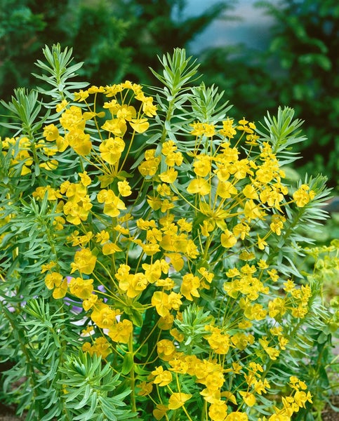 Euphorbia seguieriana ssp. niciciana, ca. 9x9 cm Topf, dekorativ