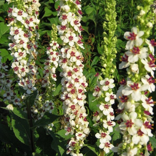 Nahaufnahme von Königskerzenblüten
