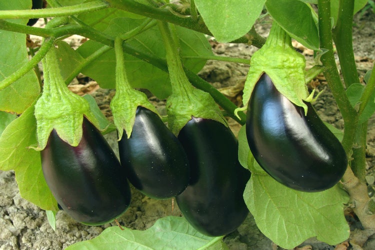 SAFLAX Garden to go - BIO - Aubergine - Black Beauty - Solanum melongena - 25 Samen - Mit Topf, Klima - Deckel und Anzuchtsubstrat