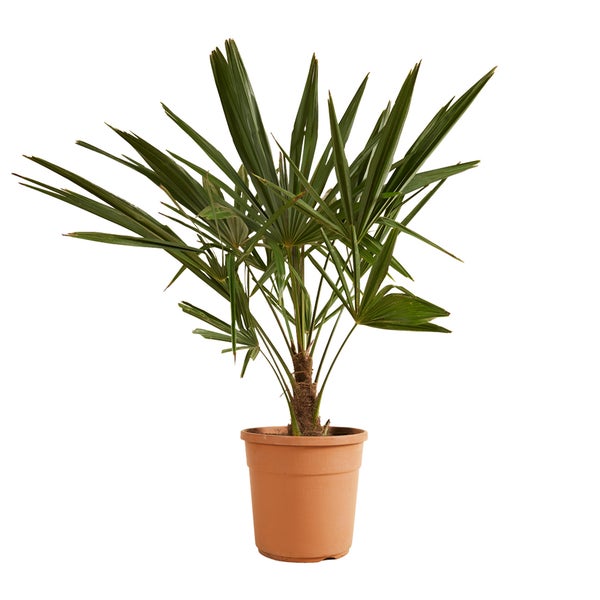 Trachycarpus Fortunei - Chinesische Fächerpalme - Palme - Winterhart – ⌀24 cm - ↕70-80 cm