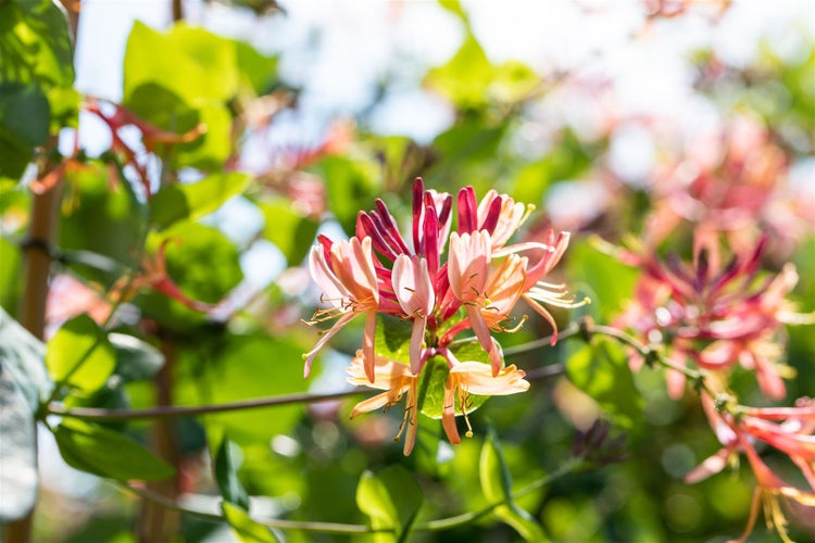 Lonicera heckrottii 'Goldflame', Geißblatt, rosa-gelb, 150–200 cm