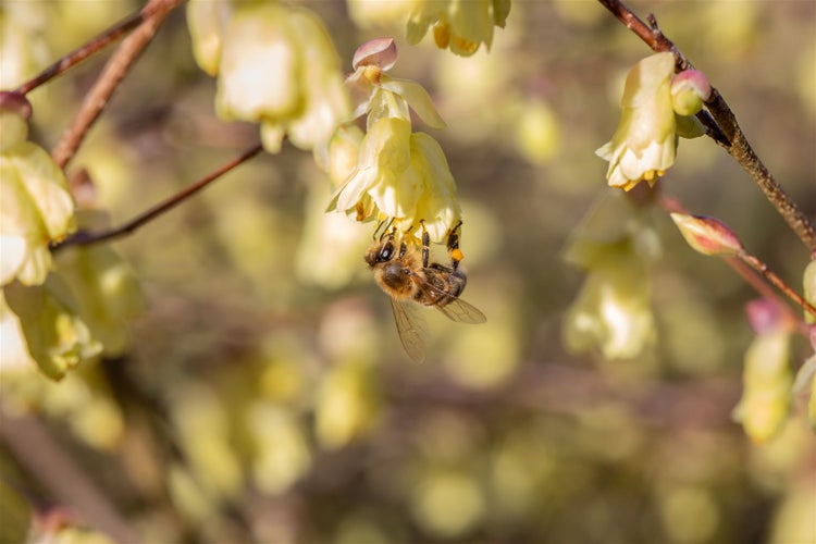 Biene auf Japanischer Winterblüte an einem sonnigen Tag.