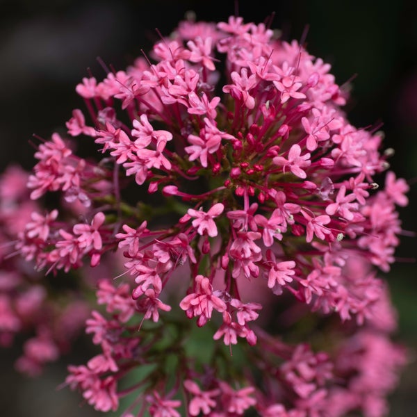 Anwendungsbeispiel für ein Wiedemann HSS Drechselwerkzeug