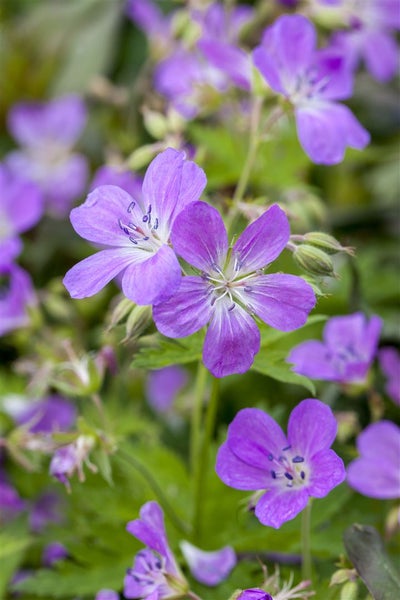 Geranium pratense, Wiesen-Storchschnabel, blauviolett, ca. 9x9 cm Topf