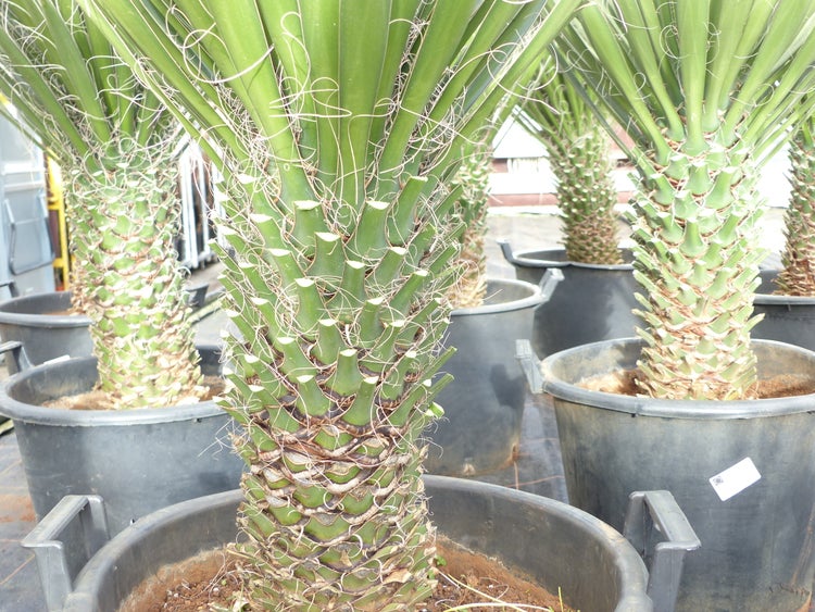 Yucca Palme Filifera, 90 cm, Stamm 20 - 30 cm Tambasi Yucca, winterhart -13 Grad