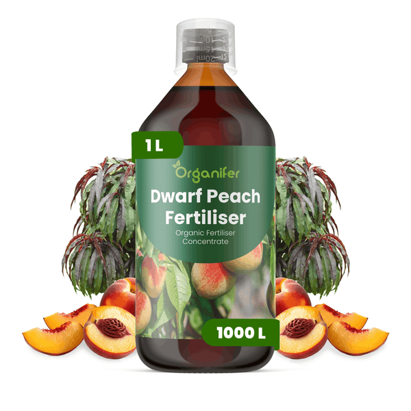 Organifer Zwergpfirsich-Dünger, 1 Liter organisches Düngerkonzentrat für 1000 Liter Gießwasser.