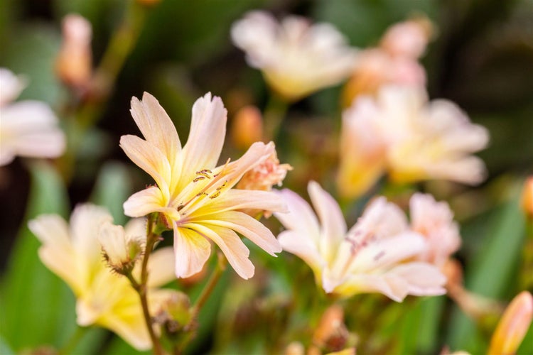Lewisia longipetala 'Little Peach', pfirsichfarben, ca. 9x9 cm Topf