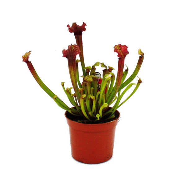 Schlauchpflanze - Sarracenia Judith - Fleischfressende Pflanze - 9cm Topf