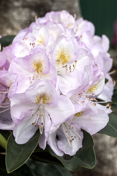 Rhododendron Hybr. 'Gomer Waterer', Rhododendron, weiß-rosa, 30–40 cm