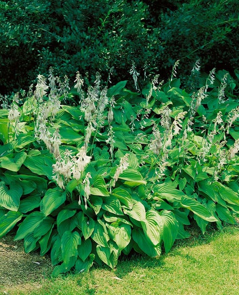 Hosta sieboldii, Funkie, grün-weiß, ca. 9x9 cm Topf