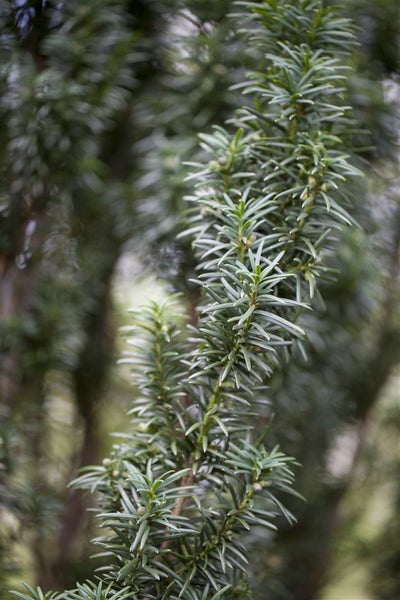 Taxus baccata 'Fastigiata', Säuleneibe, immergrün, 140–160 cm