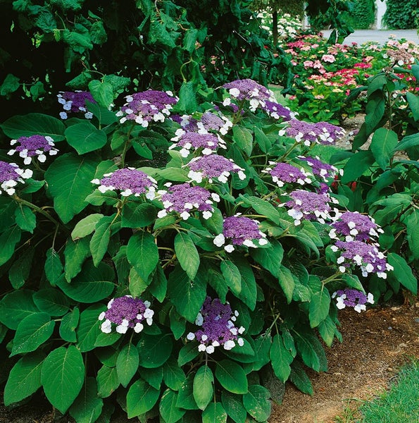 Hydrangea aspera 'Macrophylla', Samthortensie, 40–60 cm, große Blätter