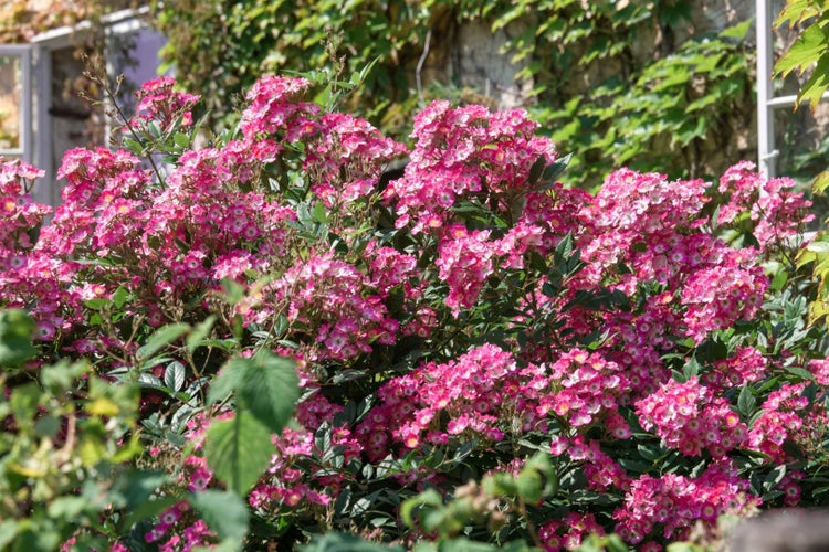 Rosa 'Mozart', Strauchrose, rosa, 5-7,5 Liter Container