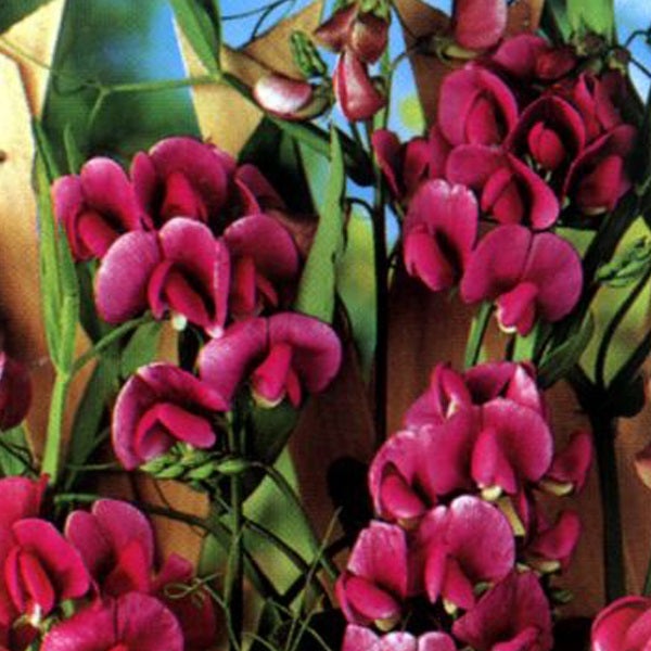 Süßerbsenpflanze mit purpurfarbenen Blüten