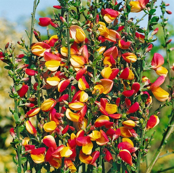 Cytisus scoparius 'Erlkönig', Besenginster, gelb-rot, 60–80 cm