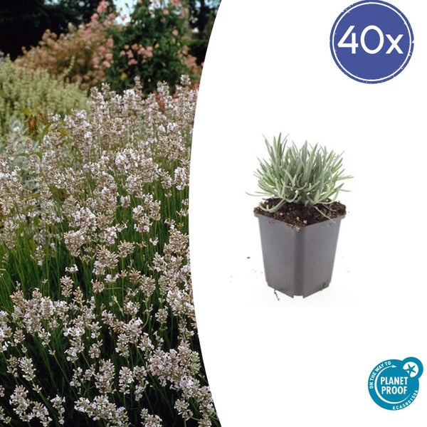 Weißer Lavendel Lavandula angustifolia im Topf, 40 Stück, On the way to PlanetProof zertifiziert.
