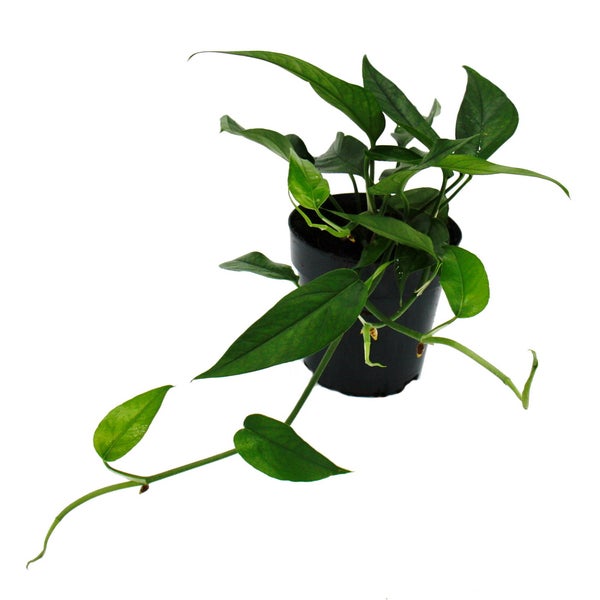Epipremnum pinnatum Cebu Blue - blaugrüne Efeutute - 12cm Topf
