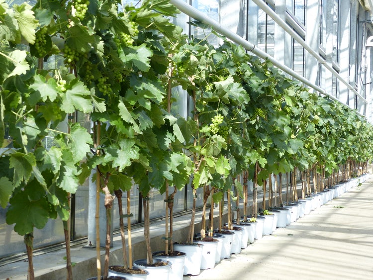 Vitis Vinifera helle Traube 110-120 cm knorrige Weinrebe Weinstock Weintraube
