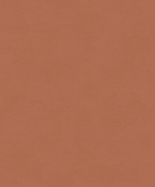 Zimmerpflanze Knopfbaum im Topf