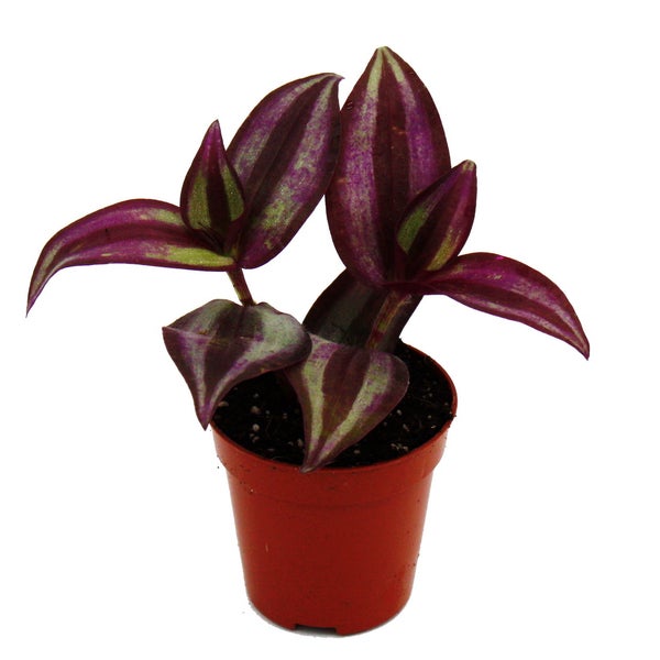 Mini-Pflanze Tradescantia Purple Dreimasterblume Wasserhexe Ideal für kleine Schalen und Gläser Baby-Plant im 5,5cm Topf