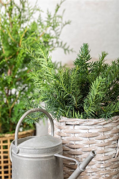 Taxus baccata 'Repandens', Eibe, flachwachsend, 15–20 cm