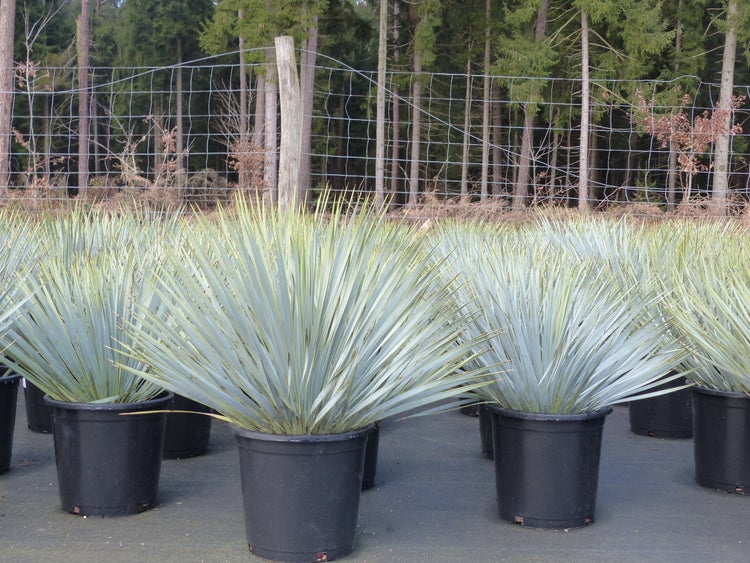 Mehrere Yucca rostrata Pflanzen in schwarzen Pflanztöpfen im Außenbereich vor einem Waldhintergrund.