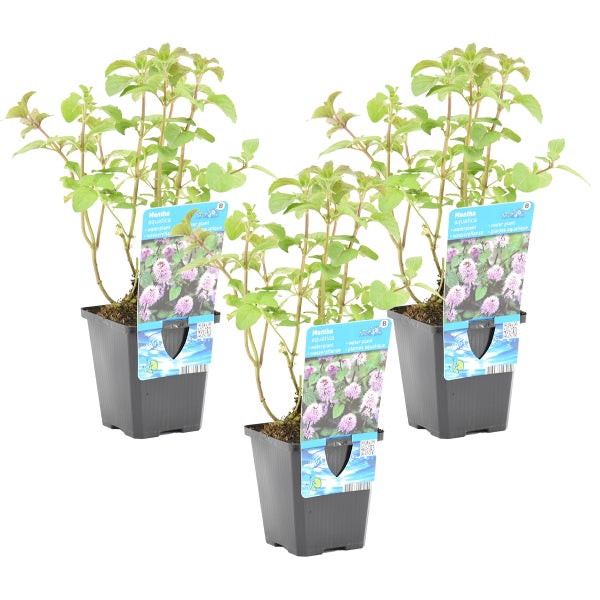 Mentha aquatica pro 3 Stück| Wasserminze - Teichpflanze im Anzuchttopf ⌀9 cm - ↕10-20 cm