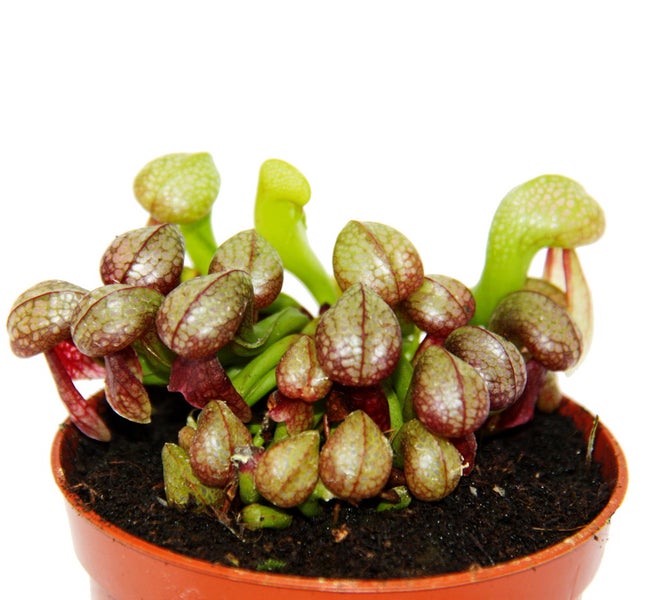 Fleischfressende Pflanze - Kobralilie - Darlingtonia californica - 9cm Topf - Rarität