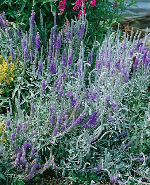 Veronica spicata ssp. incana, Ehrenpreis, ca. 9x9 cm Topf