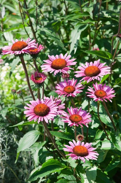 Echinacea purpurea 'Fatal Attraction', Sonnenhut, purpur, ca. 11x11 cm Topf