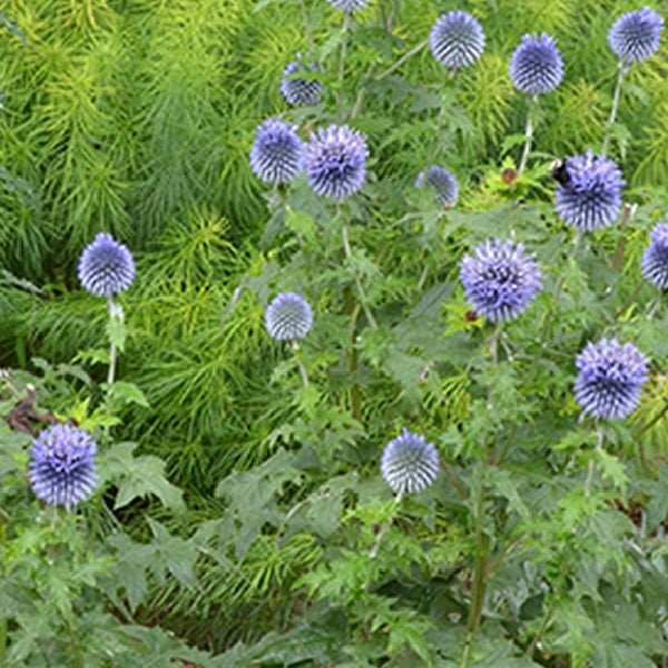 Nahaufnahme einer Gruppe von Kugeldisteln im Garten.