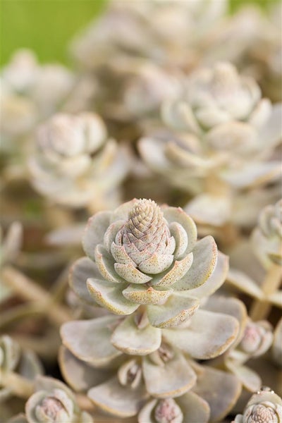 Nahaufnahme einer Echeveria succulent Pflanze.
