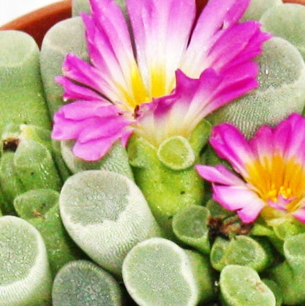 Abdeckplane mit Ösenabstand von 0 bis 100 cm