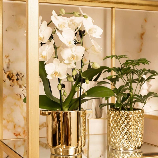 Kolibri Orchids weiße Phalaenopsis-Orchidee Niagara Fall Topfgröße 9cm blühende Zimmerpflanze frisch vom Züchter