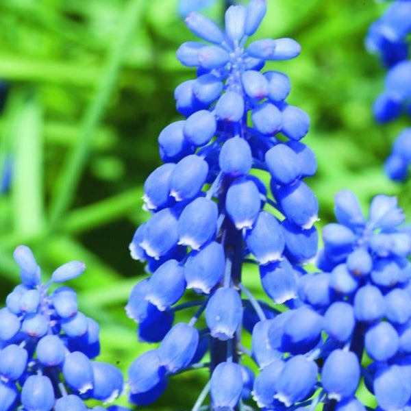 Nahaufnahme von Traubenhyazinthen im Garten