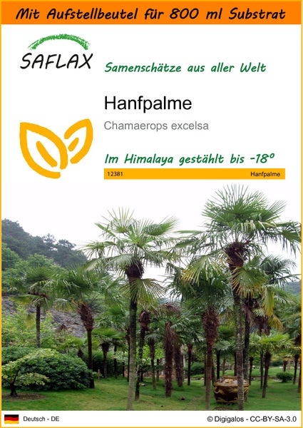 SAFLAX Garden in the bag - Hanfpalme - Chamaerops excelsa - 10 Samen - Mit Anzuchtsubstrat im praktischen, selbst aufstellenden Beutel
