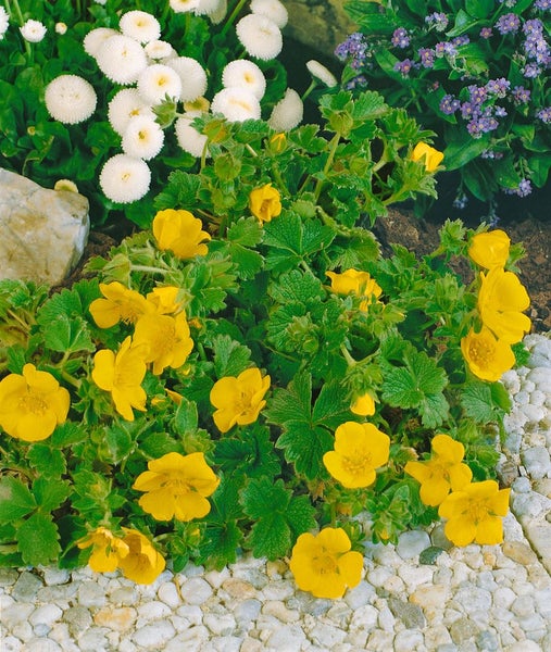 Bodendecker mit gelben Blüten in einem Gartenbeet