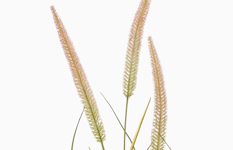 Lampenputzergras Pennisetum mit schmalen, federartigen Blütenähren auf dünnen Halmen.