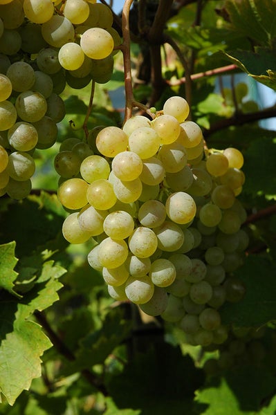 Eine Traube mit reifen hellen Weintrauben an einem Weinstock mit Weinlaub.